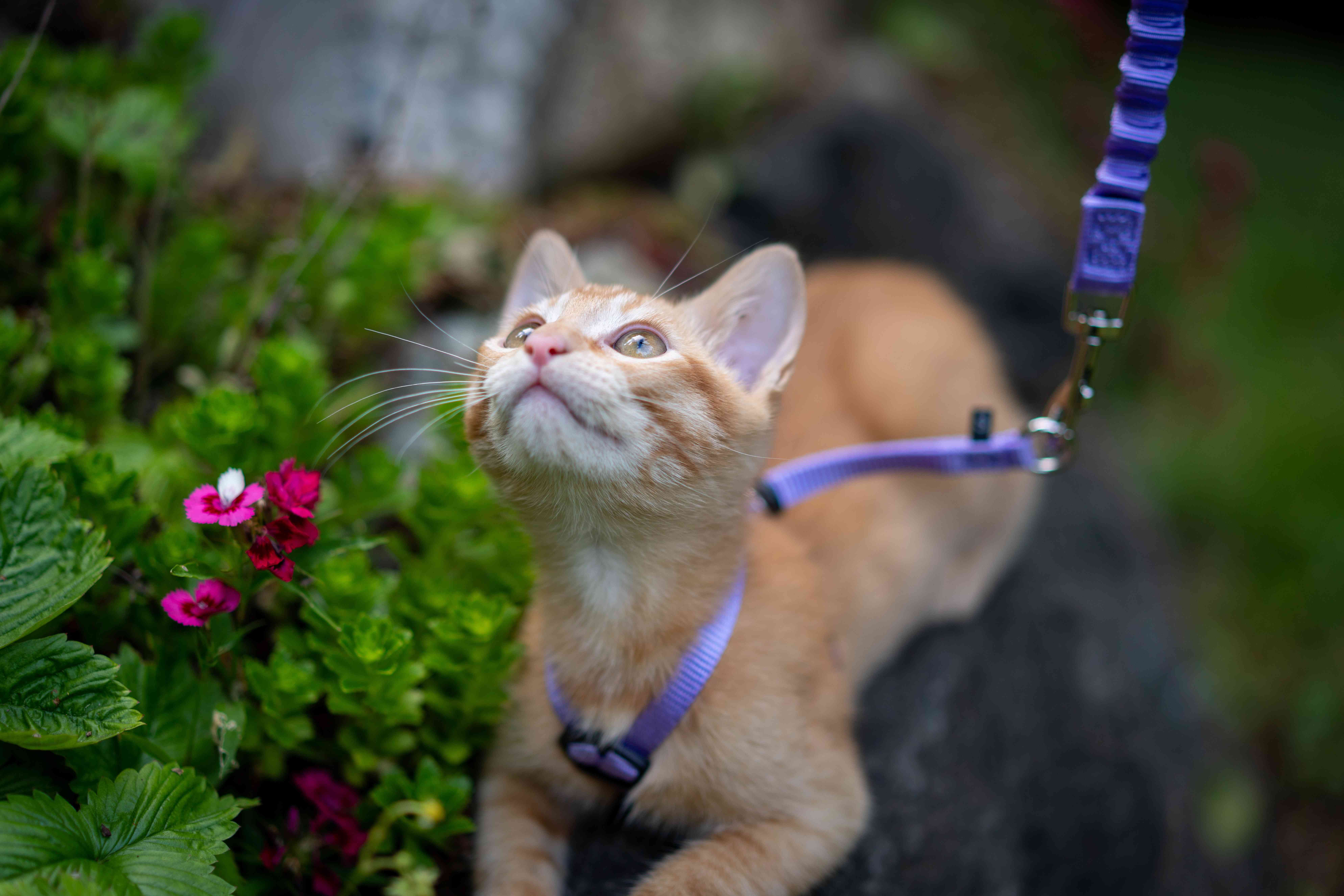 котик на прогулке в шлейке фиолетового цвета